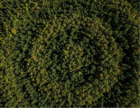 Ce este termolemnul?